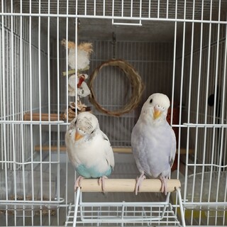 セキセイインコの里親募集」大分県 - 鳥の里親募集(543605) :: ペット