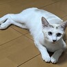 の写真