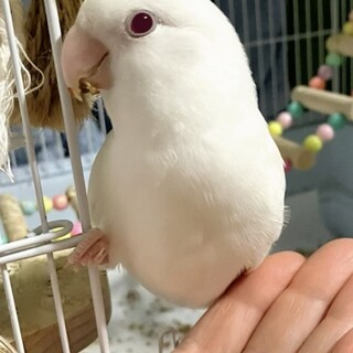 瞳が綺麗な小桜インコ※調整中につき募集一旦停止※