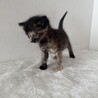 サビに茶トラが混ざった不思議柄ちゃん♡ サムネイル5