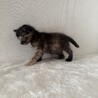 サビに茶トラが混ざった不思議柄ちゃん♡ サムネイル6