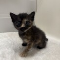 サビに茶トラが混ざった不思議柄ちゃん♡