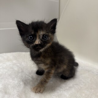 サビに茶トラが混ざった不思議柄ちゃん♡