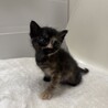 サビに茶トラが混ざった不思議柄ちゃん♡ サムネイル3