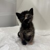 サビに茶トラが混ざった不思議柄ちゃん♡ サムネイル2
