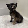 サビに茶トラが混ざった不思議柄ちゃん♡ サムネイル4