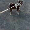 とても仲良しです。一緒にいさせてあげたいです。 サムネイル5