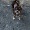 とても仲良しです。一緒にいさせてあげたいです。 サムネイル7