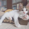 人馴れ抜群‼️わんぱくで元気いっぱいのルイ君♥️ サムネイル2