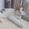 人馴れ抜群‼️わんぱくで元気いっぱいのルイ君♥️ サムネイル3