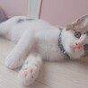 人馴れ抜群‼️わんぱくで元気いっぱいのルイ君♥️ サムネイル4