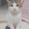 人馴れ抜群‼️わんぱくで元気いっぱいのルイ君♥️ サムネイル6