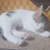 人馴れ抜群‼️わんぱくで元気いっぱいのルイ君♥️ サムネイル7