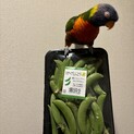 ゴシキセイガイインコ(女の子)9歳　里親募集