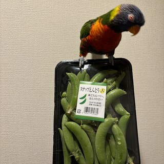 ゴシキセイガイインコ(女の子)9歳　里親募集