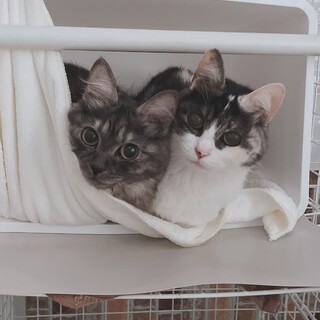 親子猫2匹 一緒に迎えてくださる方