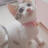 ママの母乳で育ったので栄養状態抜群‼️チロル♥️ サムネイル3