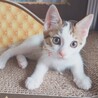 ママの母乳で育ったので栄養状態抜群‼️チロル♥️ サムネイル4