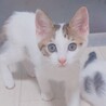 ママの母乳で育ったので栄養状態抜群‼️チロル♥️ サムネイル5