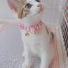 ママの母乳で育ったので栄養状態抜群‼️チロル♥️ サムネイル6