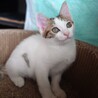 ママの母乳で育ったので栄養状態抜群‼️チロル♥️ サムネイル7