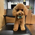 3歳･トイプードル･男の子
