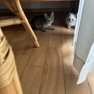 【写真有】仲良し甘えん坊子猫2匹　一緒にお迎え希望