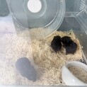 カラーゴールデンハムスターベビー