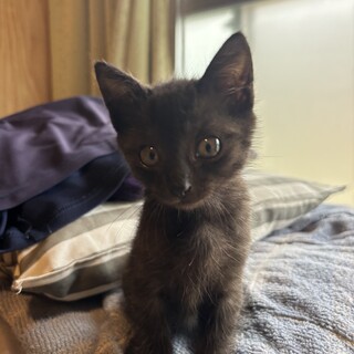 生後1ヶ月の黒猫男の子　