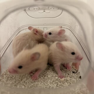 ハムスター × 埼玉県が募集対象」小動物の里親募集情報 :: ペットの