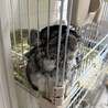 ずみみ