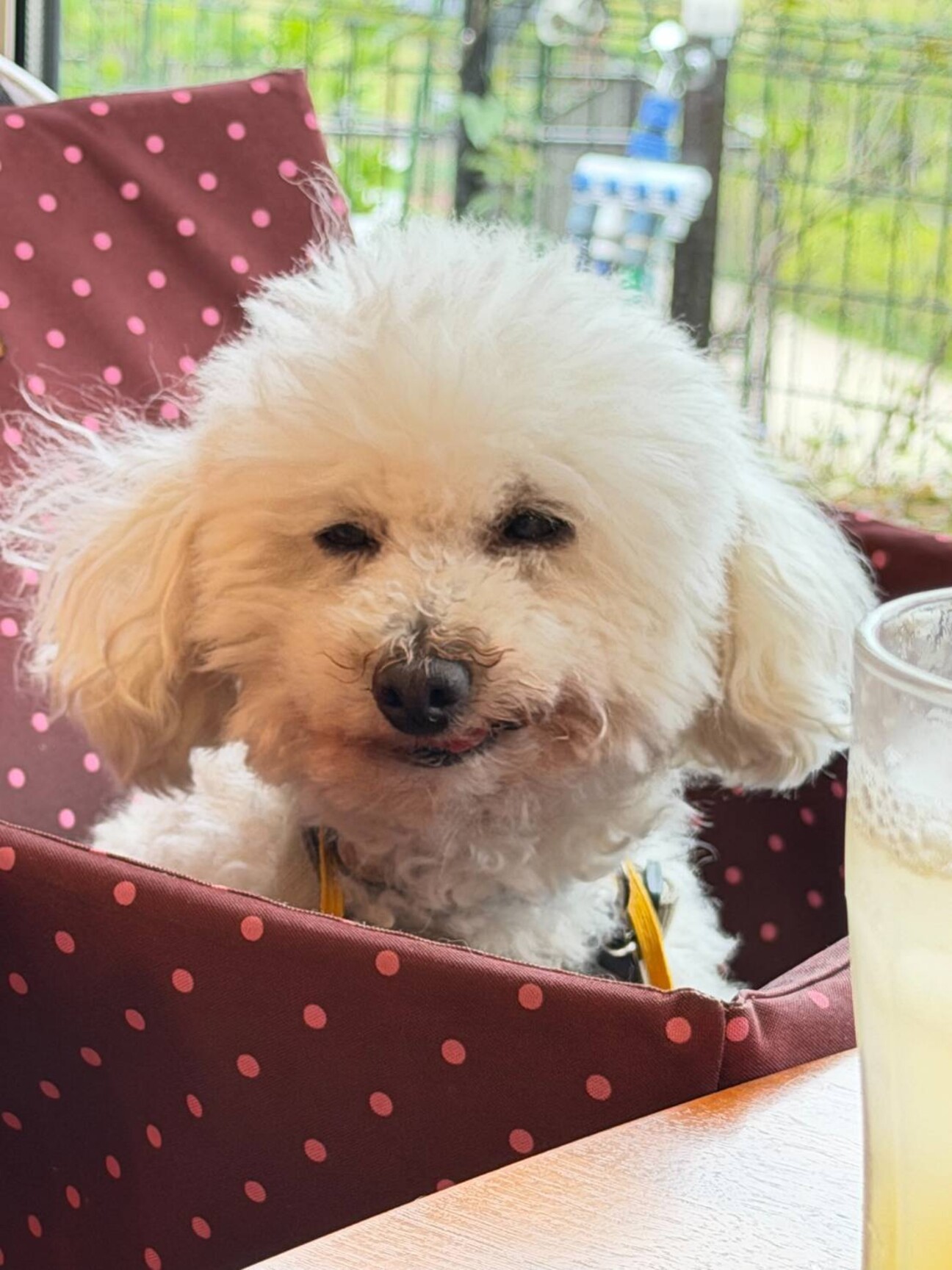真っ白でちっちゃくてちょ」茨城県 - 犬の里親募集(543640