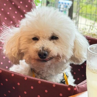 真っ白でちっちゃくてちょっぴりシニアの《ノエル》