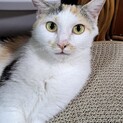 愛らしい三毛猫♡薫ちゃん