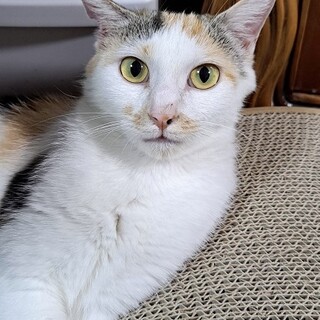 愛らしい三毛猫♡薫ちゃん