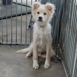 元野犬の男の子　ずっとの家族探しています。