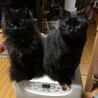 さくらマロンあんず