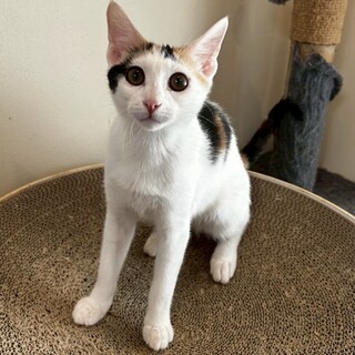 【生後５か月】元気いっぱい！甘えん坊な白ミケジョ