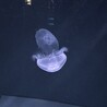 うるふら