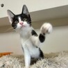 馴れ馴れ姉妹☆はにわちゃん サムネイル2