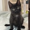 胸元白模様はエンジェルマーク♡こんぶ サムネイル2