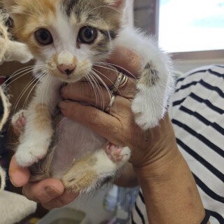 かわいい花音ちゃん！子猫です。