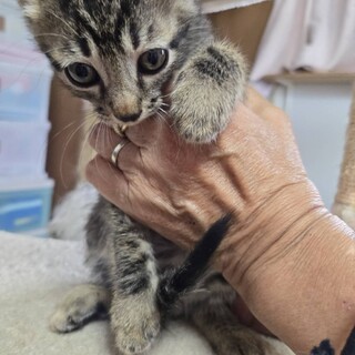 かわいい子猫の月乃ちゃん