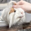 【至急】ペルビアンモルモット5歳オス