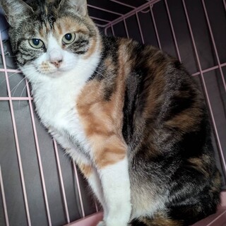 しま三毛くくちゃん　人馴れ頑張り中