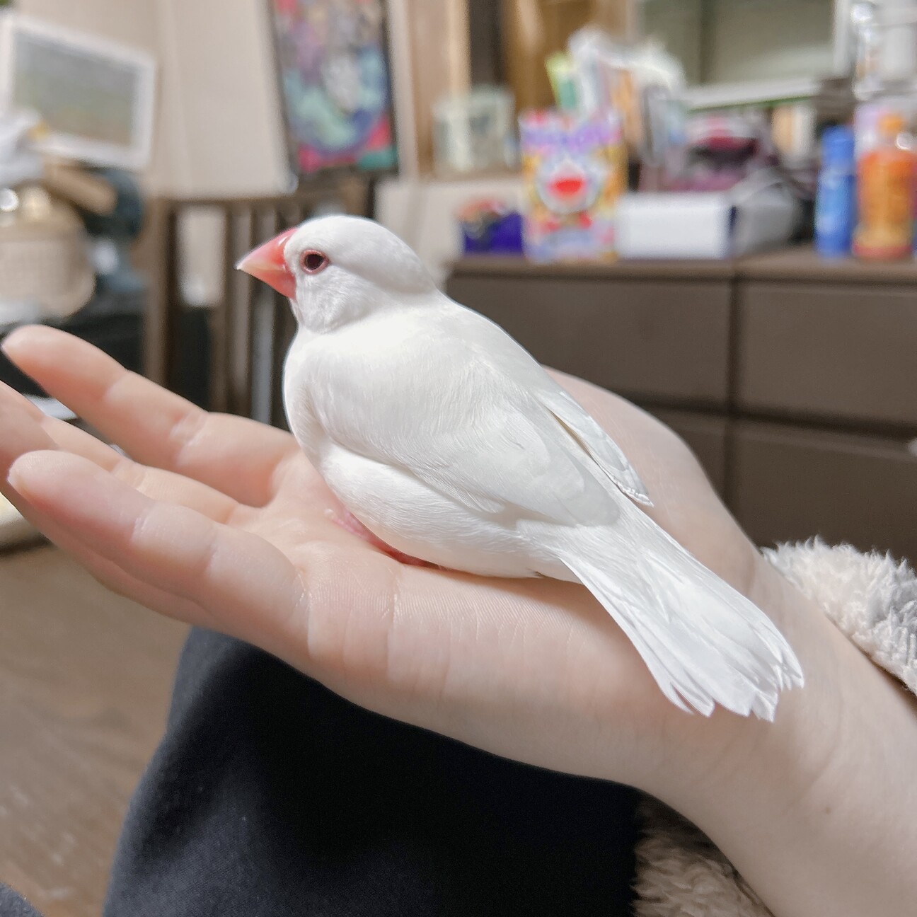 手乗り白文鳥オス3歳です」東京都 - 鳥の里親募集(543667) :: ペットの