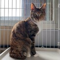 美人しま三毛さん！人が好き　ミニーちゃん