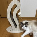 一生の家族様探してます