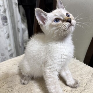 トライアル予定★シャムミックスのチラシくん