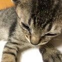マイペースなキジサバくん